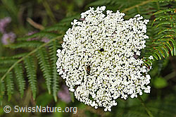 Daucus carota ssp. carota (F253221)