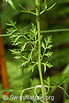 Daucus carota ssp. carota (F253223)