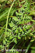 Daucus carota ssp. carota (F253224)