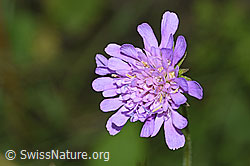 Knautia dipsacifolia (F253226)