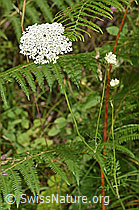 Daucus carota ssp. carota (F253230)