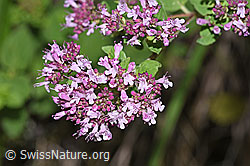 Echter Dost (Origanum vulgare) (23.07.2023, F253231)
