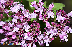 Origanum vulgare (F253233)