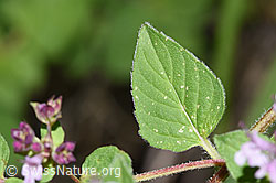 Origanum vulgare (F253234)