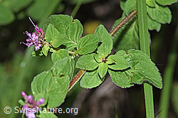 Origanum vulgare (F253239)