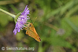 Rostfarbiger Dickkopffalter (Ochlodes sylvanus) auf Wald-Witwenblume (Knautia dipsacifolia) (F253244) Rostfarbiger Dickkopffalter (Ochlodes sylvanus) auf Wald-Witwenblume (Knautia dipsacifolia) (F253244)