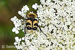 Gebänderter Pinselkäfer (Trichius fasciatus) auf Wilder Möhre (Daucus carota ssp. carota) (F253248) Gebänderter Pinselkäfer (Trichius fasciatus) auf Wilder Möhre (Daucus carota ssp. carota) (F253248)