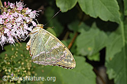 Kaisermantel (Argynnis paphia) auf Echtem Dost (Origanum vulgare) (F253249)