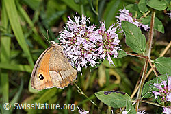 Maniola jurtina on Origanum vulgare (F253256)