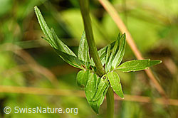 Gebräuchlicher Baldrian (Valeriana officinalis) (F253261) Gebräuchlicher Baldrian (Valeriana officinalis) (F253261)