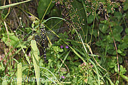 Photo: Cordulegaster bidentata
