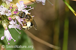 Weissbinden-Schmalbiene (Lasioglossum leucozonium) auf Echtem Dost (Origanum vulgare) (F253277)
