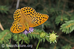 Kaisermantel (Argynnis paphia) auf Wald-Witwenblume (Knautia dipsacifolia) (F253287)