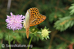 Kaisermantel (Argynnis paphia) auf Wald-Witwenblume (Knautia dipsacifolia) (F253289)