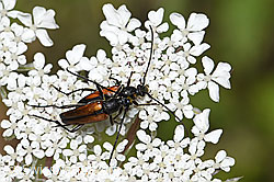 Kleiner Schmalbock (Stenurella melanura) (F253291) Kleiner Schmalbock (Stenurella melanura) (F253291)