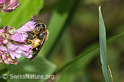 Weissbinden-Schmalbiene (Lasioglossum leucozonium) auf Echtem Dost (Origanum vulgare) (F253299)