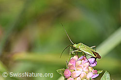 Foto: Grüne Distelwanze (Calocoris affinis) auf Wald-Witwenblume (Knautia dipsacifolia)
