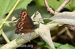 Weissbindiger Mohrenfalter (Erebia ligea) (F253314) Weissbindiger Mohrenfalter (Erebia ligea) (F253314)