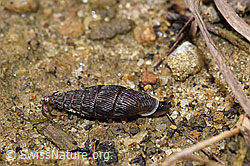 Scharfgerippte Schliessmundschnecke (Clausilia cruciata) (F259456) Scharfgerippte Schliessmundschnecke (Clausilia cruciata) (F259456)