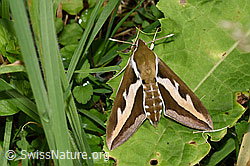 Labkrautschwärmer (Hyles gallii) (F259657)