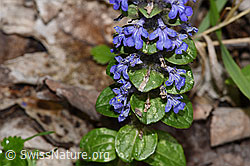 Ajuga reptans (F268014)