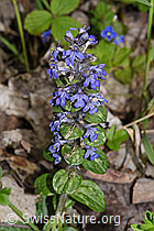 Kriechender Günsel (Ajuga reptans) (26.05.2024, F268015)