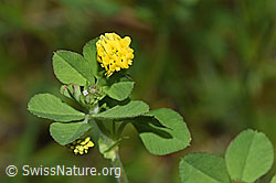 Hopfenklee (Medicago lupulina) (F268023) Hopfenklee (Medicago lupulina) (F268023)