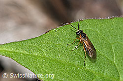 Photo: Echte Blattwespe auf Blatt