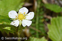Wald-Erdbeere (Fragaria vesca) (26.05.2024, F268048)