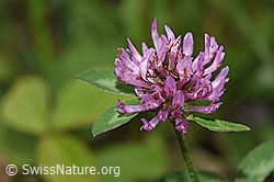 Rot-Klee (Trifolium pratense) (F268049) Rot-Klee (Trifolium pratense) (F268049)