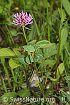 Rot-Klee (Trifolium pratense) (F268052) Rot-Klee (Trifolium pratense) (F268052)