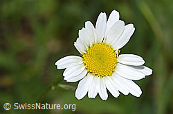 Leucanthemum vulgare (F268053)