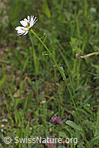 Leucanthemum vulgare (F268057)