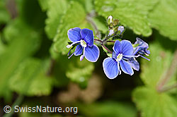 Gamander-Ehrenpreis (Veronica chamaedrys) (F268095) Gamander-Ehrenpreis (Veronica chamaedrys) (F268095)