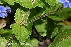 Gamander-Ehrenpreis (Veronica chamaedrys) (F268097) Gamander-Ehrenpreis (Veronica chamaedrys) (F268097)