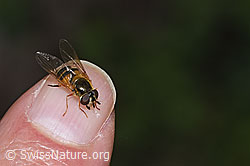 Epistrophe eligans (F268100)