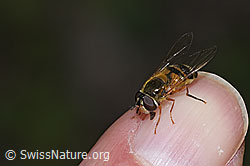 Epistrophe eligans (F268103)