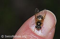 Epistrophe eligans (F268104)