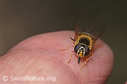 Epistrophe eligans (F268108)
