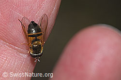 Epistrophe eligans (F268109)