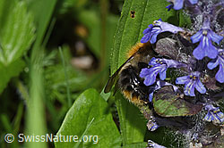Bombus pascuorum on Ajuga reptans (F268115)