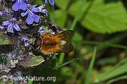 Ackerhummel (Bombus pascuorum) an Kriechendem Günsel (Ajuga reptans) (26.05.2024, F268116)