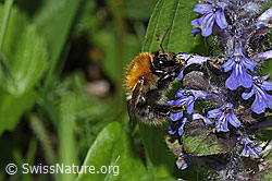 Bombus pascuorum on Ajuga reptans (F268118)