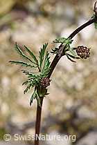 Foto: Kleiner Wiesenknopf (Sanguisorba minor)