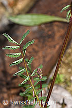 Foto: Kleiner Wiesenknopf (Sanguisorba minor)