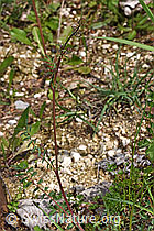 Kleiner Wiesenknopf (Sanguisorba minor) (26.05.2024, F268123)