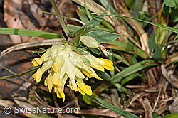 Echter Wundklee (Anthyllis vulneraria) (26.05.2024, F268125)