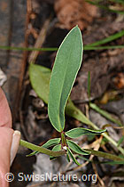 Anthyllis vulneraria (F268128)