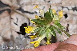 Echter Wundklee (Anthyllis vulneraria) (26.05.2024, F268130)