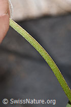 Anthyllis vulneraria (F268131)